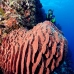 sponge_barrel_jg_v_0705_png0751.jpg